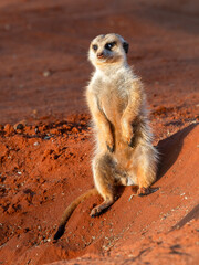 Erdmännchen (Suricata suricatta)