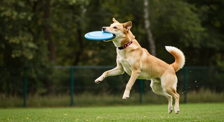 A golden dog leaps high to catch a blue frisbee mid-air during a fun outdoor game.