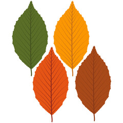 autumn elm leaf, autumn leaf.