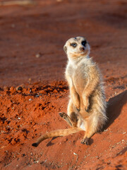 Fototapeta premium Erdmännchen (Suricata suricatta)