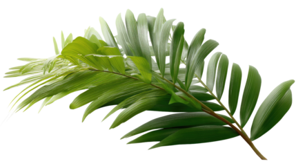 Tropical foliage: Two types of vibrant green tropical leaves, lush and full,  create a lively display of natural beauty.