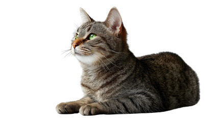 Contemplative Feline: A serene tabby cat with captivating green eyes, gazing thoughtfully upwards, embodying the quiet elegance and charm.