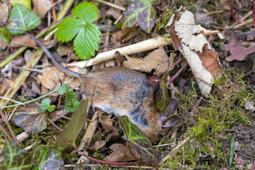 a dead field mouse in the garden on leaves and moss