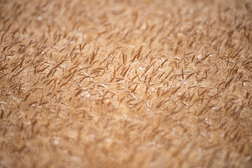 Wheat background. The agriculture. Gold sprouts of wheat in soil. Harvest in farm. Wheat field background. Background and texture for harvest. Background of ripening ears of wheat field.