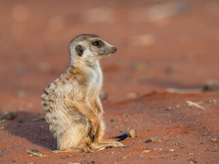 Erdmännchen (Suricata suricatta)