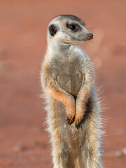 Erdmännchen (Suricata suricatta)