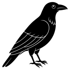 Animal Raven silhouette vector illustrator