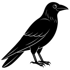 Animal Raven silhouette vector illustrator