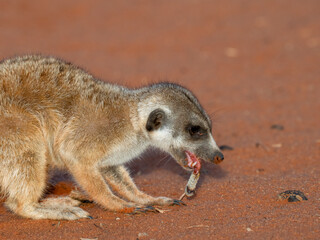 Erdmännchen (Suricata suricatta)