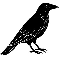 Animal Raven silhouette vector illustrator