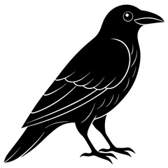 Animal Raven silhouette vector illustrator