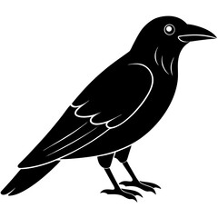 Animal Raven silhouette vector illustrator