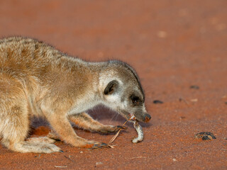 Erdmännchen (Suricata suricatta)