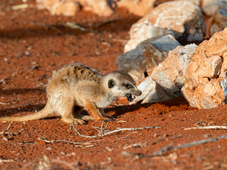 Erdmännchen (Suricata suricatta)