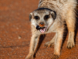Erdmännchen (Suricata suricatta)