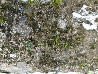 Weathered Wall with Moss and Lichen Detail. Close-up of an aged stone wall featuring natural moss, lichen, and weathered textures, ideal for grunge backgrounds and nature textures