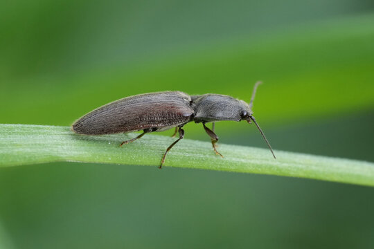 Closeup on a brown clicking beetle, Athous haemorrhoidalis on a straw of grass
