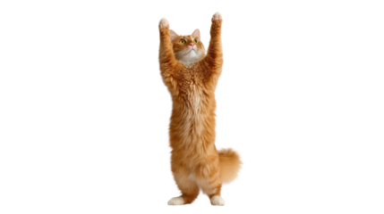 Orange Tabby Cat Stretching: A playful orange tabby cat stretches its paws high in the air, demonstrating feline grace and agility. Its amber eyes are wide with curiosity and playful energy.