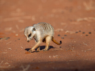 Erdmännchen (Suricata suricatta)