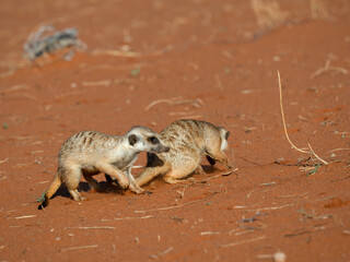 Erdmännchen (Suricata suricatta)