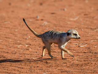 Erdmännchen (Suricata suricatta)