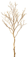 Fototapeta premium small dead tree