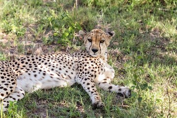 Cheetah resting on green grass in the african savannah