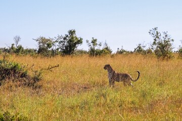 Leopard standing in the savannah grass in Kenya