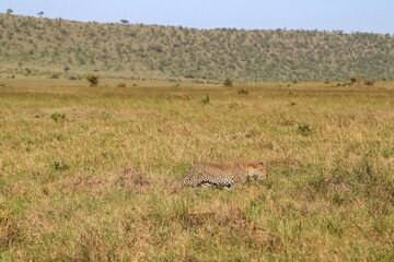 Leopard walking in the savannah in Maasai Mara National Reserve, Kenya