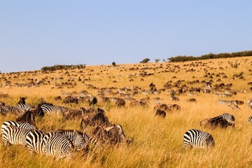 Fototapeta premium Herd of zebras and wildebeests grazing in the African savanna