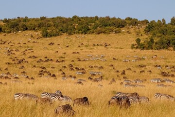 Huge herd of zebras and wildebeests grazing in the Maasai Mara National Reserve during the Great Migration