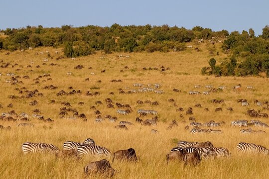 Huge herd of zebras and wildebeests grazing in the Maasai Mara National Reserve during the Great Migration - Powered by Adobe
