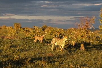 Cheetah mother walking with her cubs in the African savanna at sunset