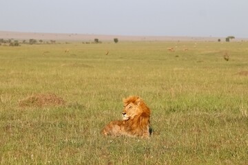 Male lion resting in the african savanna watching the horizon