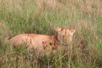 Lioness protecting her cub hiding in the tall grass in Africa
