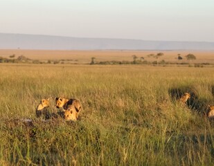 Lion cubs eating prey in the Masai Mara National Reserve during golden hour