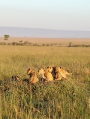 Lion cubs resting in the African savanna at sunrise