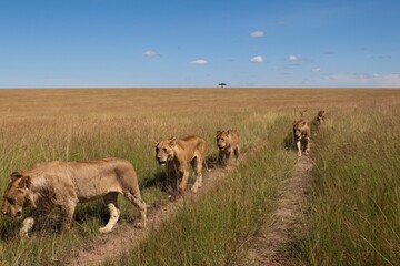 Lionesses walking in single file on a trail in the African savanna