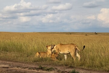 Lioness licking her cub in the Masai Mara National Reserve, Kenya