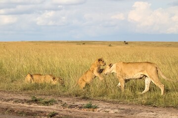 Lion cub playing with mother lioness in the Masai Mara National Reserve, Kenya