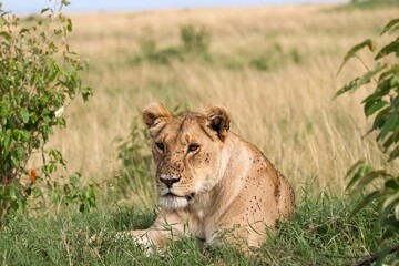 Lioness resting in the savannah in Kenya, Africa