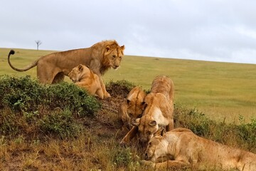 Lions Pride Resting and Playing on Grassy Mound in African Savanna