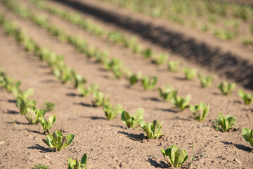 The beds of fresh sprouts of salad leaving for the distance. Agriculture. Selective focus