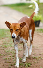 A brown and white dog is standing on a dirt road