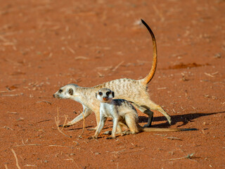 Erdmännchen (Suricata suricatta)