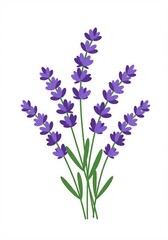 Obraz premium lavender flowers illustration 