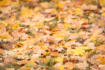 Multicolored yellow, orange, green dried maple leaves on ground. Autumn concept. Natural background.