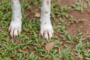 A dog's paw is shown on a grassy area