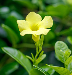 A yellow flower with a green stem