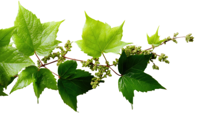 Green Branch's Lush Foliage: A vibrant branch of green leaves and delicate buds on a natural background, showcasing the intricate beauty of a flourishing plant and its potential for growth.
